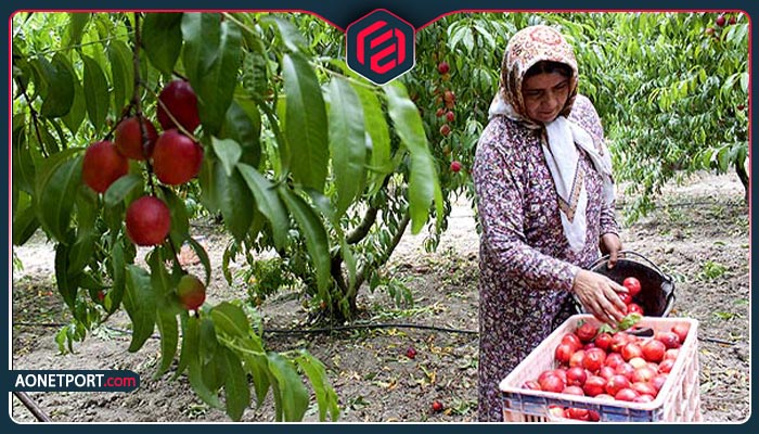 فروش محصولات کشاورزی بدون واسطه