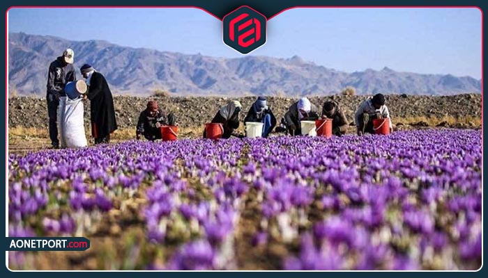 چالش ها و مشکلات صادرات زعفران به کانادا
