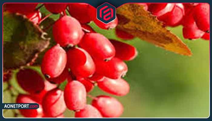 Challenges and solutions for exporting barberry to Canada Challenges and solutions for exporting barberry to Canada