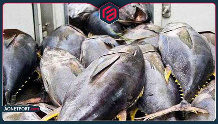 صادرات تن ماهی و اهمیت آن